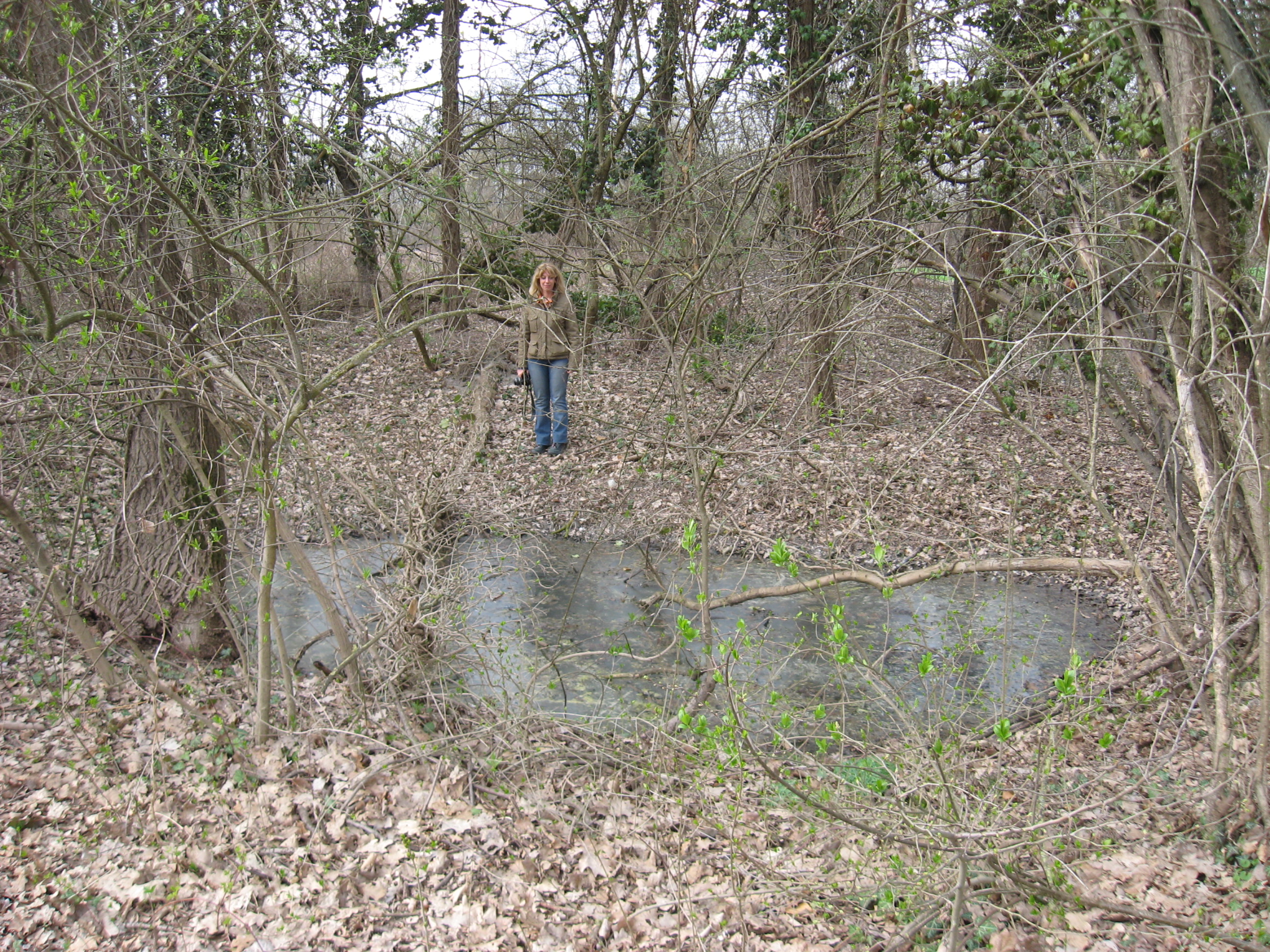 bolli della canapa